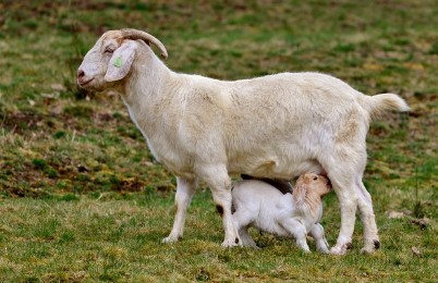 멸종위기종 산양