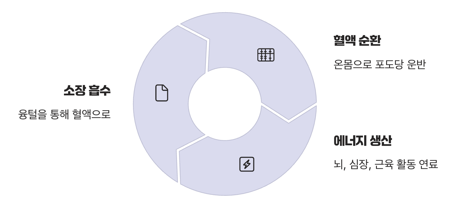 음식에서 우리 몸의 연료로
