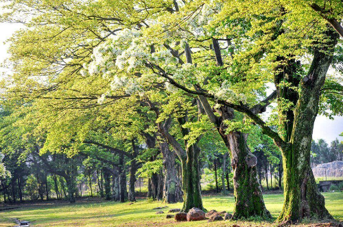 광양읍수와 이팝나무 