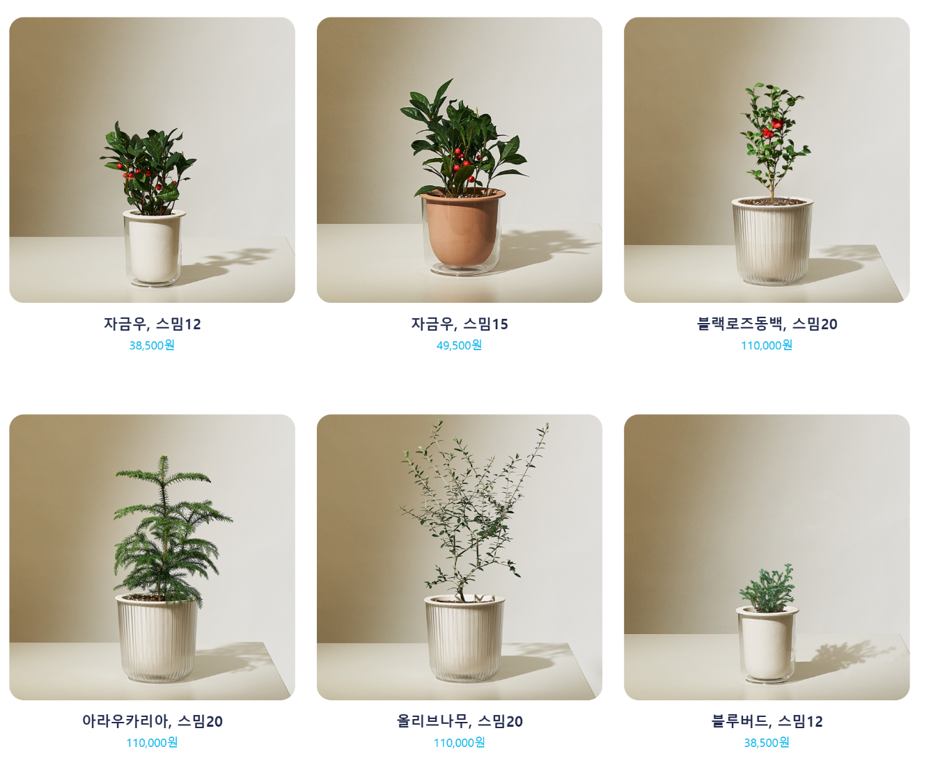 반려나무, 트리플래닛 홈페이지 캡처