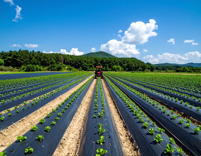 파종 깊이와 간격