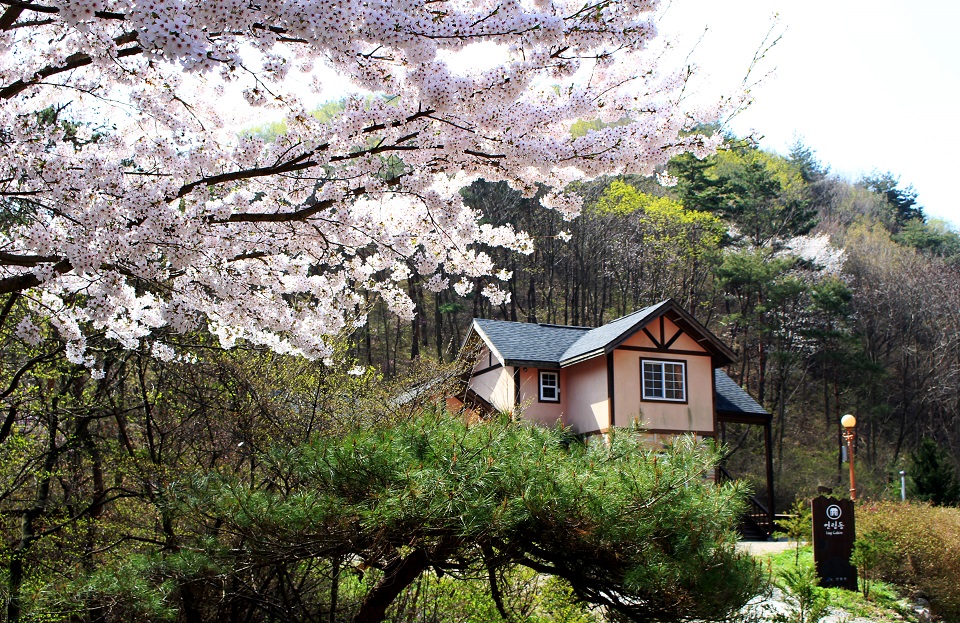 국립자연휴양림 예약 전략