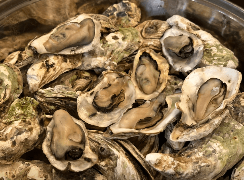 생방송투데이 화덕 굴구이 경남 거제 굴요리 코스 맛집