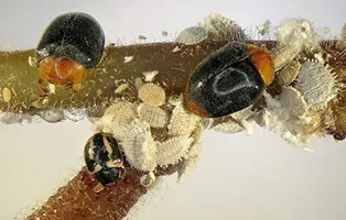 병해충 천적 활용 무당벌레 기생벌 끈끈이트랩 친환경 방제_4