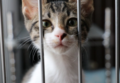 우리 안의 고양이.