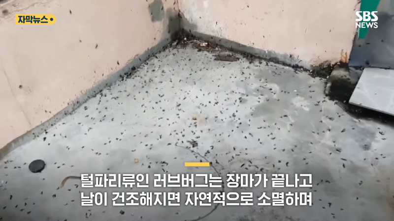 러브버그 퇴치방법