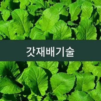 갓 재배 직파 재배 빠른 수확 잎 따기_2