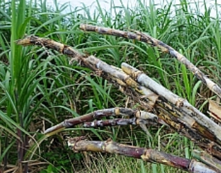 수확한 사탕수수1