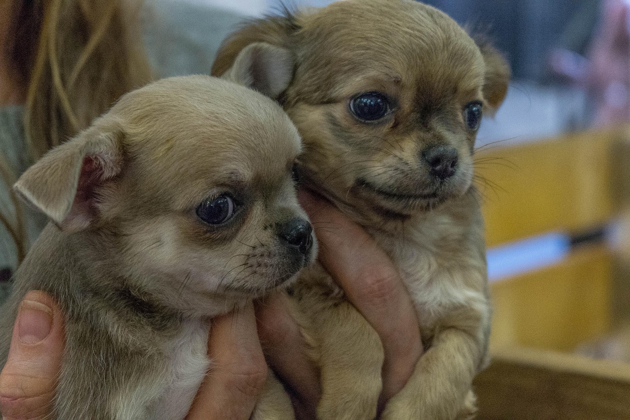 애견미용사 관련사진