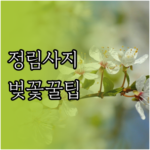 부여 정림사지 담장길 벚꽃 명소와 추..