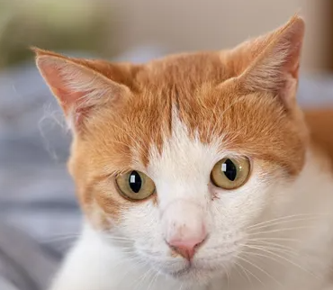 고양이 건강검진 필요성&#44; 검진 횟수