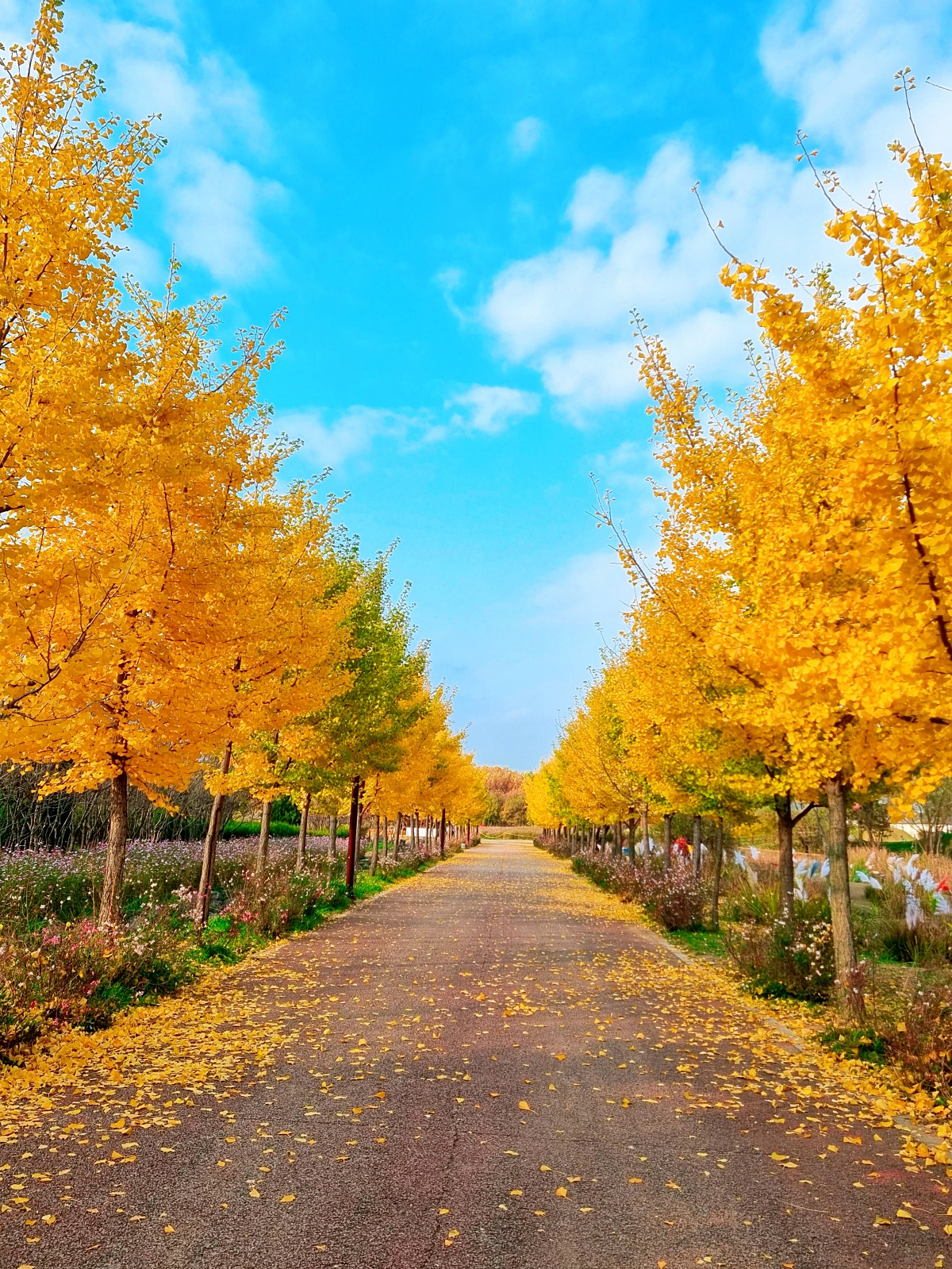 핑크뮬리부터 은행나무길까지, 드림파크 야생화공원 가을 축제와 산책