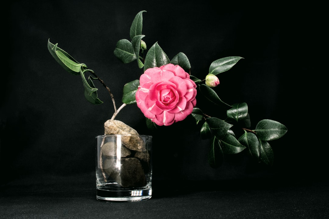 Camellia