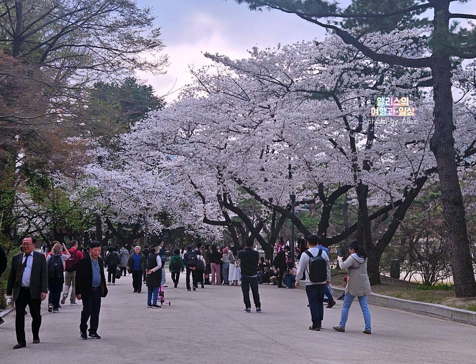 서울 벚꽃 명소 나들이 추천 경복궁, 덕수궁 4월 개화 상황 서울 가볼만한곳
