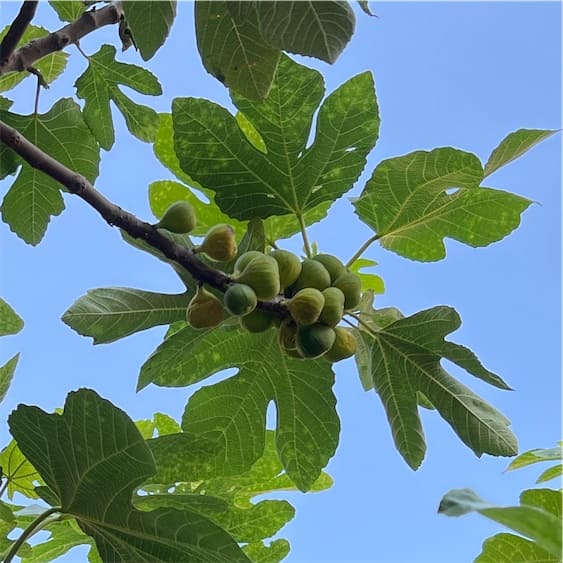 그리스-무화과-열매