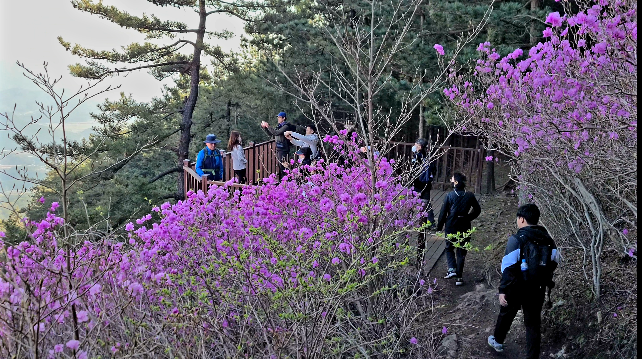 창원 천주산 진달래꽃 축제