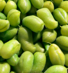 콩나물 효능 부작용 숙취 칼로리