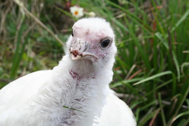 닭 얼굴에는 무슨 비밀이 있을까? 눈·부리·귀·코의 기능 분석