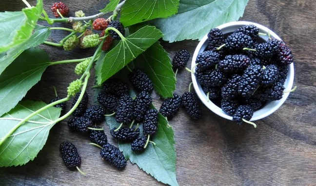 오디 술 담그는법