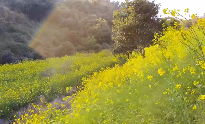 국내 봄 여행지