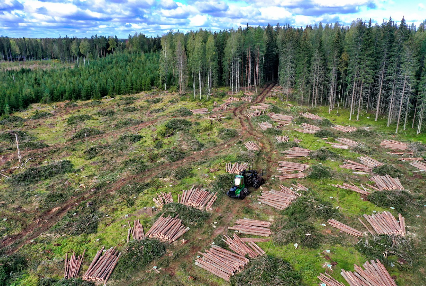 산림 파괴와 생물 다양성의 위기