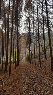 옥천화인산림욕장