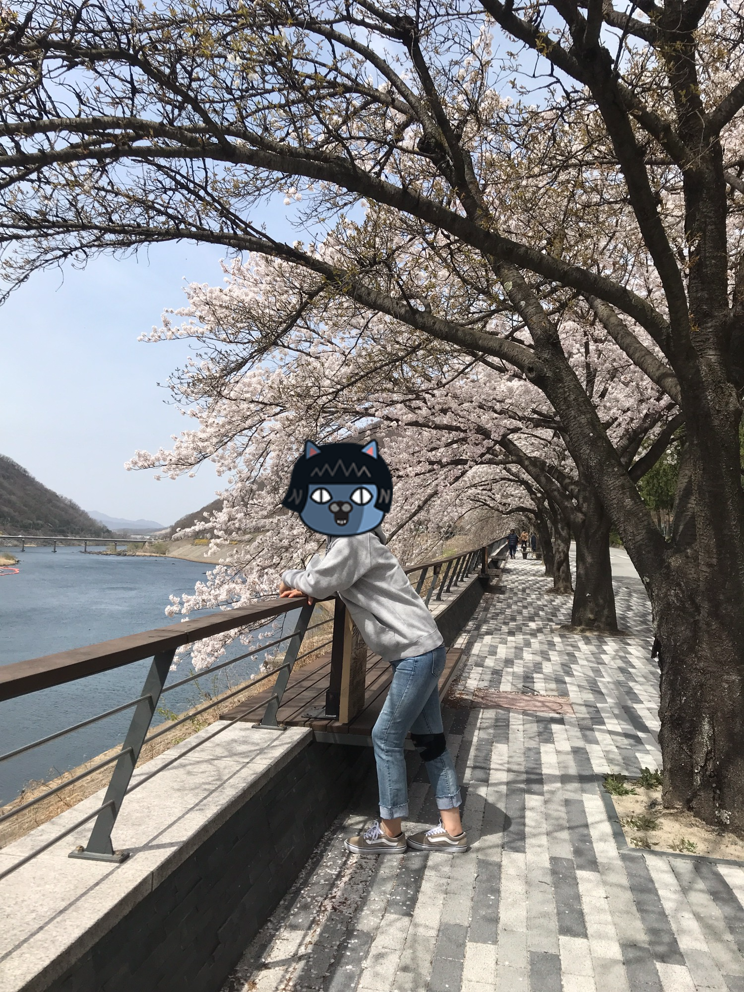 4월에 가볼만한 벚꽃명소 충주땜 벚꽃길