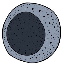 백혈구 정상수치