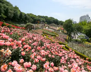부천 백만송이 장미축제_7