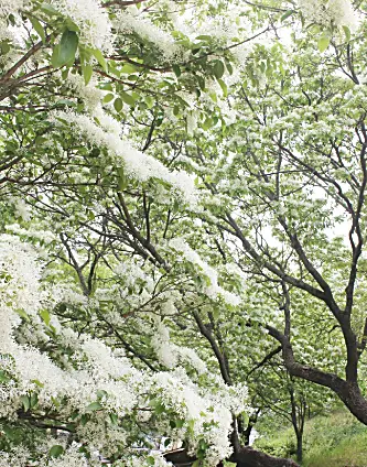 대구 교항리 이팝나무 군락지