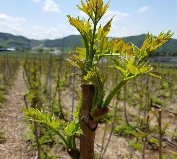 참두릅