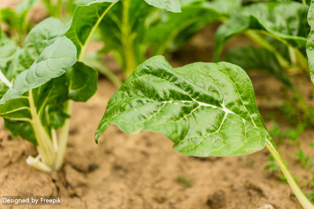 시금치 파종시기