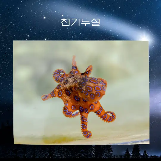 문어 잡는 꿈