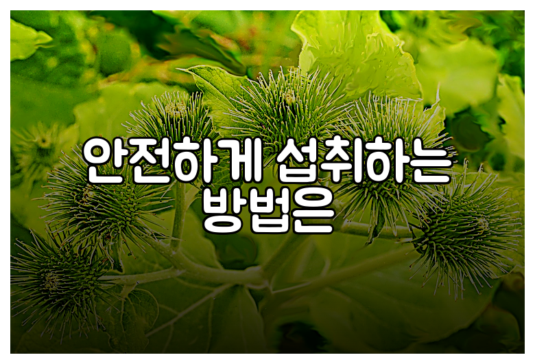 안전하게 섭취하는 방법은
