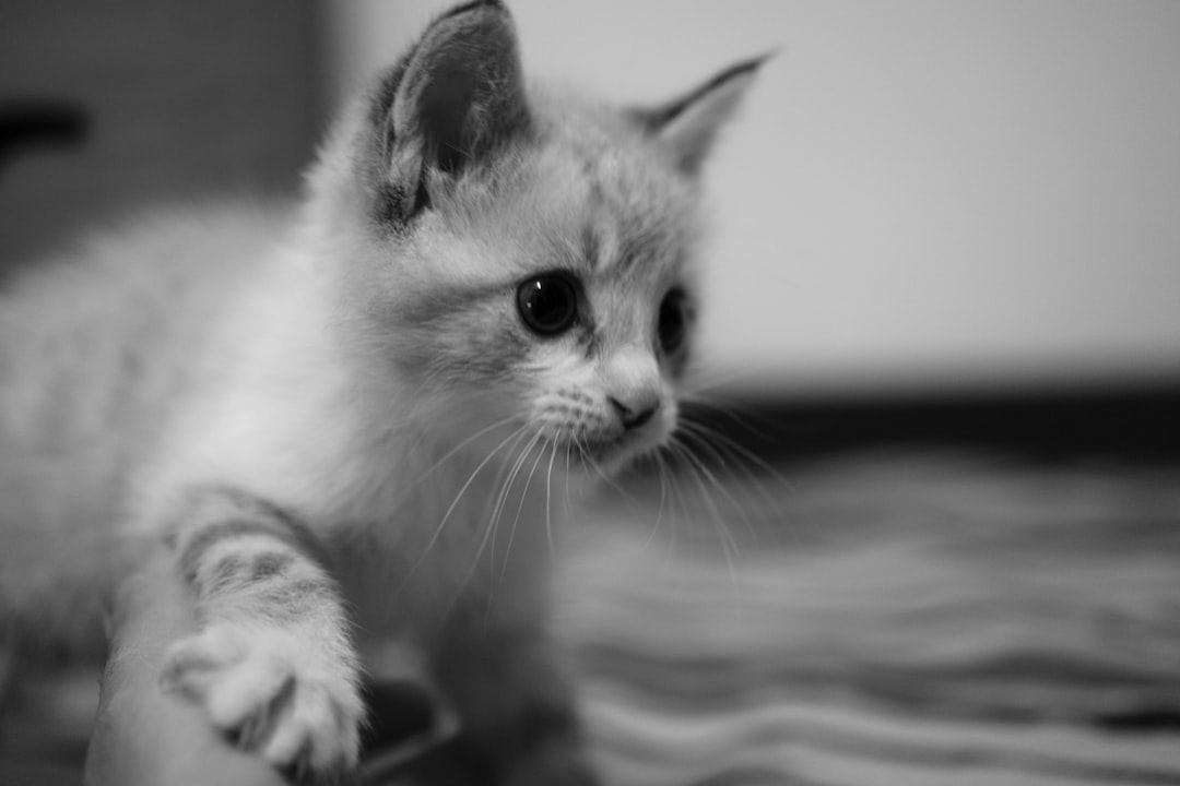 Puss