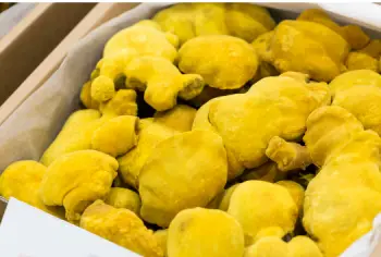 상황버섯 효능과 영양성분 복용시 주의점