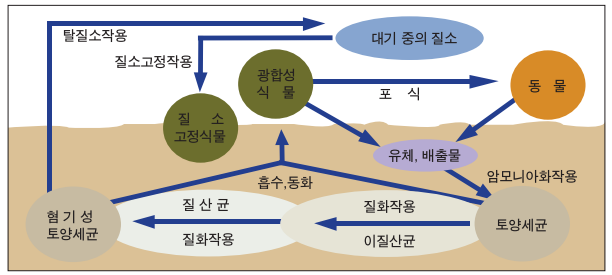 요소 비료 효능 및 사용방법, 주는 방법 및 추천