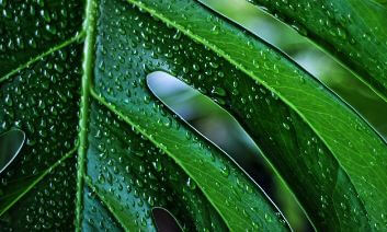 돈 들어오는 식물 몬스테라