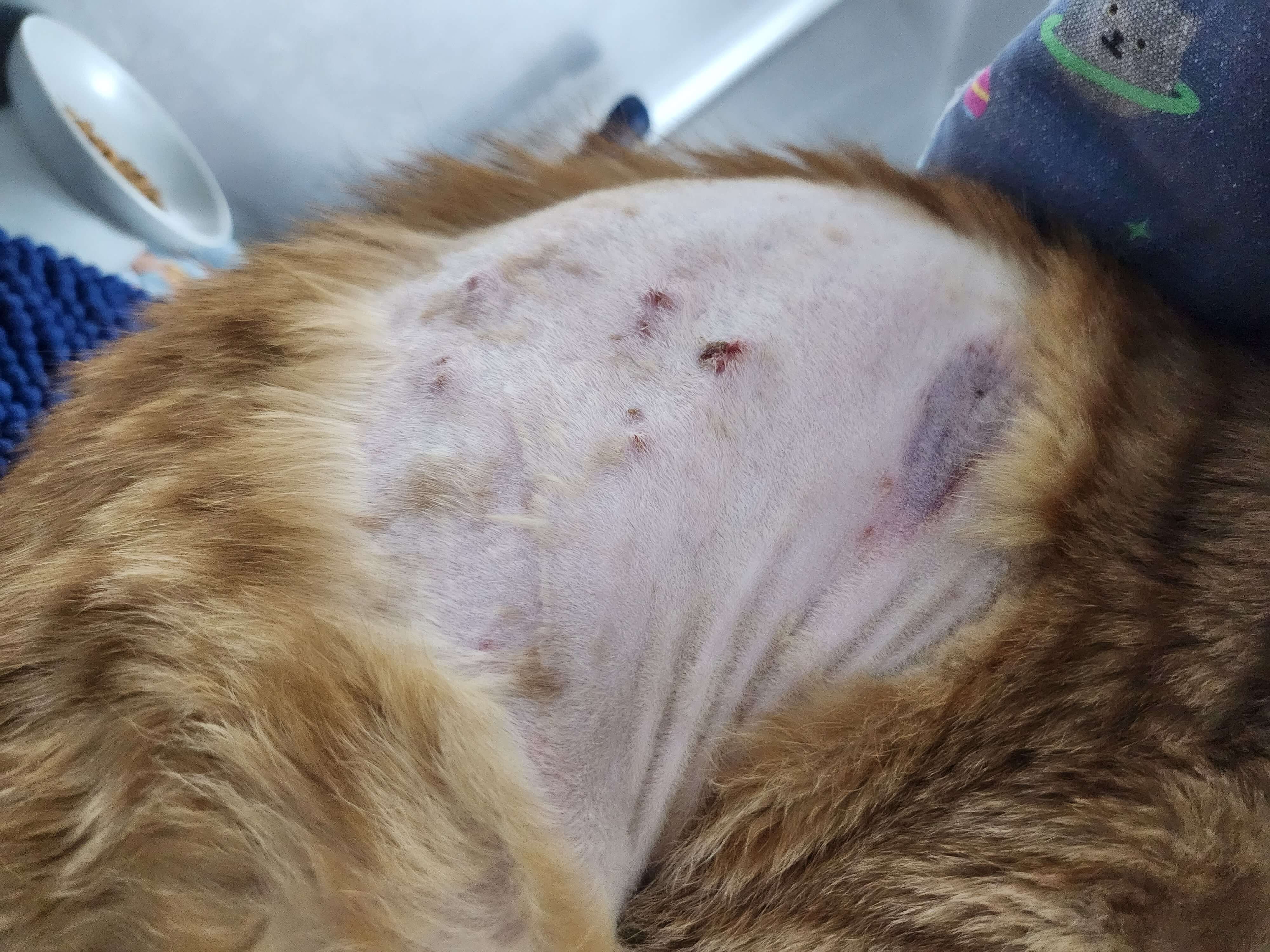 FIP 치료제 GS-441524 주사 부작용