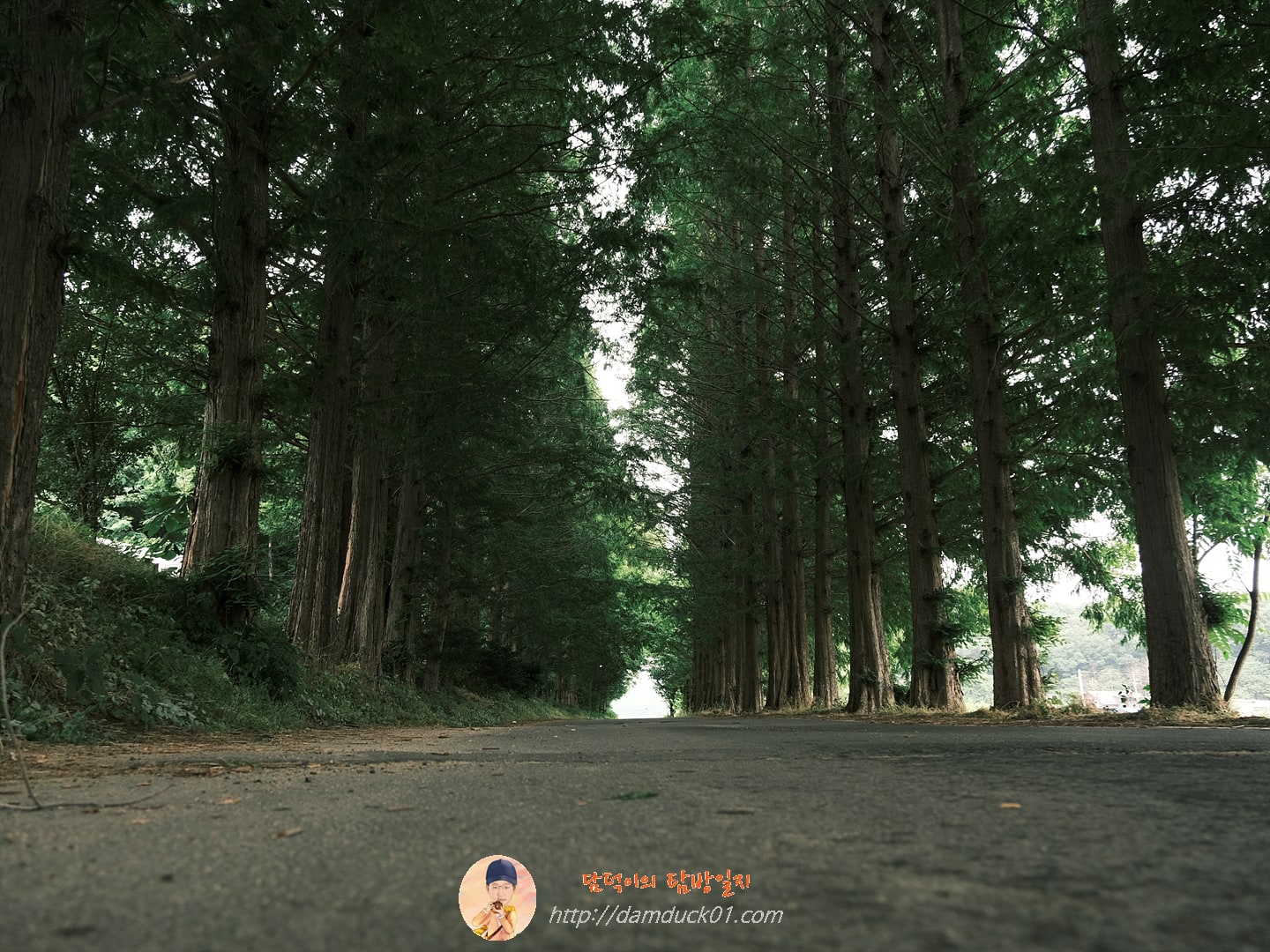 메타세쿼이아 길