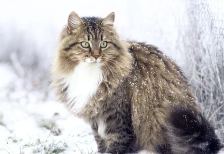 시베리안 고양이 분양 가격