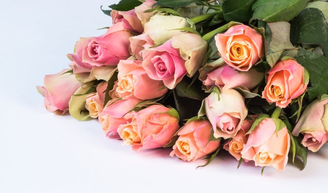 장미꽃 사진입니다.