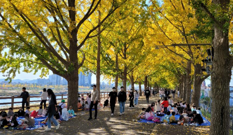 아산 곡교천 단풍나무길
