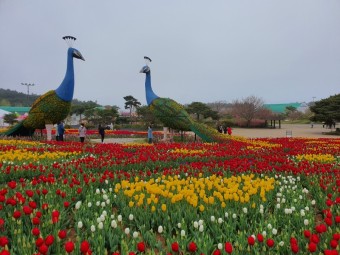 태안 안면도 튤립축제