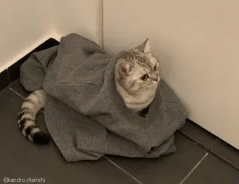 고양이가 집사를 사랑할때 하는 행동_8