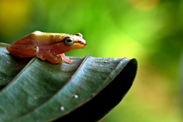 파충류부터 햄스터까지, 겨울 난방 이렇게 준비하세요