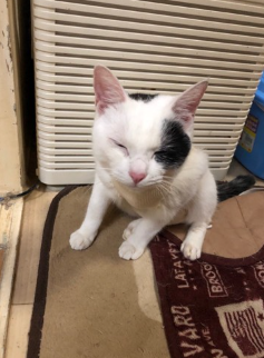 눈을 감고 앉는 흑백 털고양이.