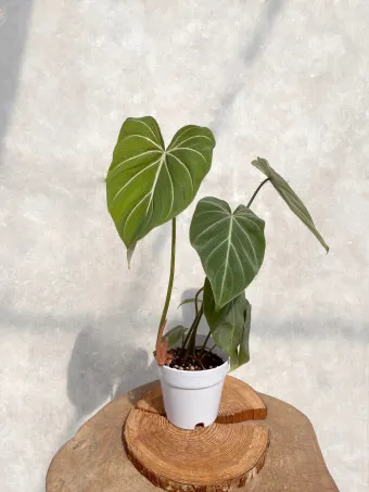 필로덴드론 물주기 지지대세우기 분갈이 비료관리 튼튼하게 키우기_12