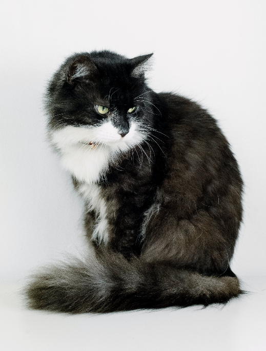 노르웨이숲 털빠짐