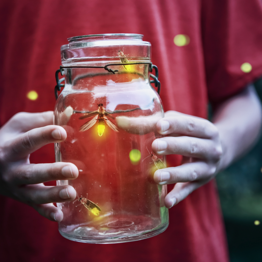 2024 화담숲 반딧불이 축제 예약 방법과 예매 일정 완벽 가이드